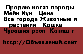 Продаю котят породы Мейн Кун › Цена ­ 12 000 - Все города Животные и растения » Кошки   . Чувашия респ.,Канаш г.